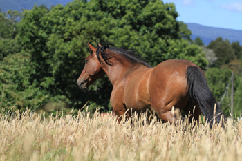 Reiten in de Anden, Chile und Argentinien, Die Pferde von Antilco: Chilca